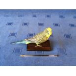 Cold cast bronze painted life-size budgerigar on a rosewood stand