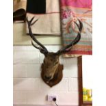 Edwardian taxidermy Royal stag's head on an oak shield