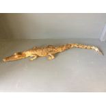 Taxidermy Caiman (small crocodile), 83cm Long