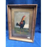 Gilt framed oil painting study of a fighting cockerel standing on a hillside, 35x22.5cm