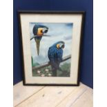 Ornithological oil painting of two Macaws, signed with monogram