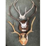 3 sets of antlers, 2 mounted on shields