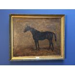 Oil on canvas, an Equine Study of a Horse, signed & inscribed Osborne, dated 1916, 40x49.5cm