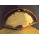 An early C20th ostrich feather fan, mounted in a gilded, glass fronted case, case 98cmW