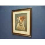 Darkwood framed oil painting study of a Jack Russell terrier 39x28.5cm