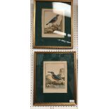 After Jacques de Seve, pair of C18th hand coloured lithographs of birds C 1760 23x18cm