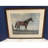 Juliet Mcleod, signed limited edition print of racehorse "Millreef" 60x71cm