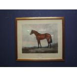 Juliet Mcleon, large equine print study of racehorse "Brigadier Gerard" 61.5x70cm