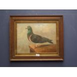 Oak framed oil painting study of a racing pidgeon on a ledge 31x40.5cm