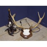 Antlers mounted on shield, and a decorative antlers style table lamp