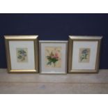 Emily Maxwell C19th watercolour study of wild flowers together with pair of fine C19th floral