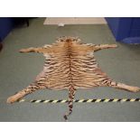 Large tiger skin rug 300cm from head to tip of tail