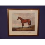 Juliet McLeod signed equine print, study of race horse Brigadier Gerard 61x71cm