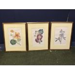 Set of 3 botanical scenes designed for Bromley soap cartons (approx 1995)