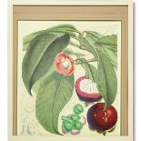 Large Decorative Botanical Print. Unsigned. Measures 26" x 22-1/2" (sight), frame measures 43" x 39