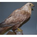 A taxidermy Buzzard (Buteo buteo), mounted on a bough and wooden plinth,