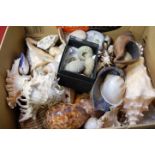 A collection of conch and other seashells