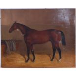 Late 19th century English school - Study of a bay thoroughbred in a stable, oil on canvas,