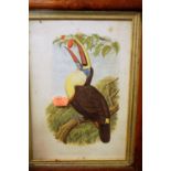 Two Victorian maple picture frames, a colour mezzotints of a toucan,
