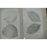 Eight thick buff leaves, probably from a scrap album,