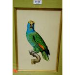 S Shakir - set of four parrot studies, colour engravings,