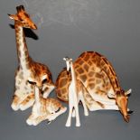A large pair of Lomonosov Russian porcelain figures as giraffes, each in recumbent pose,