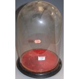 A Victorian glass dome on ebonised plinth, h.35cm