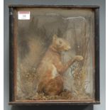 A Victorian taxidermy red squirrel mounted within a naturalistic setting and glazed display case,
