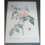A set of six gilt framed Redoute prints; together with five other framed botanical prints (11)