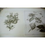 A large quantity of unframed engravings and drawings, to include botanical and architectural