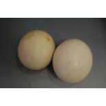 Two ostrich eggs
