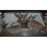 A taxidermy display of game-birds with chicks, in naturalistic setting, case w.60cm