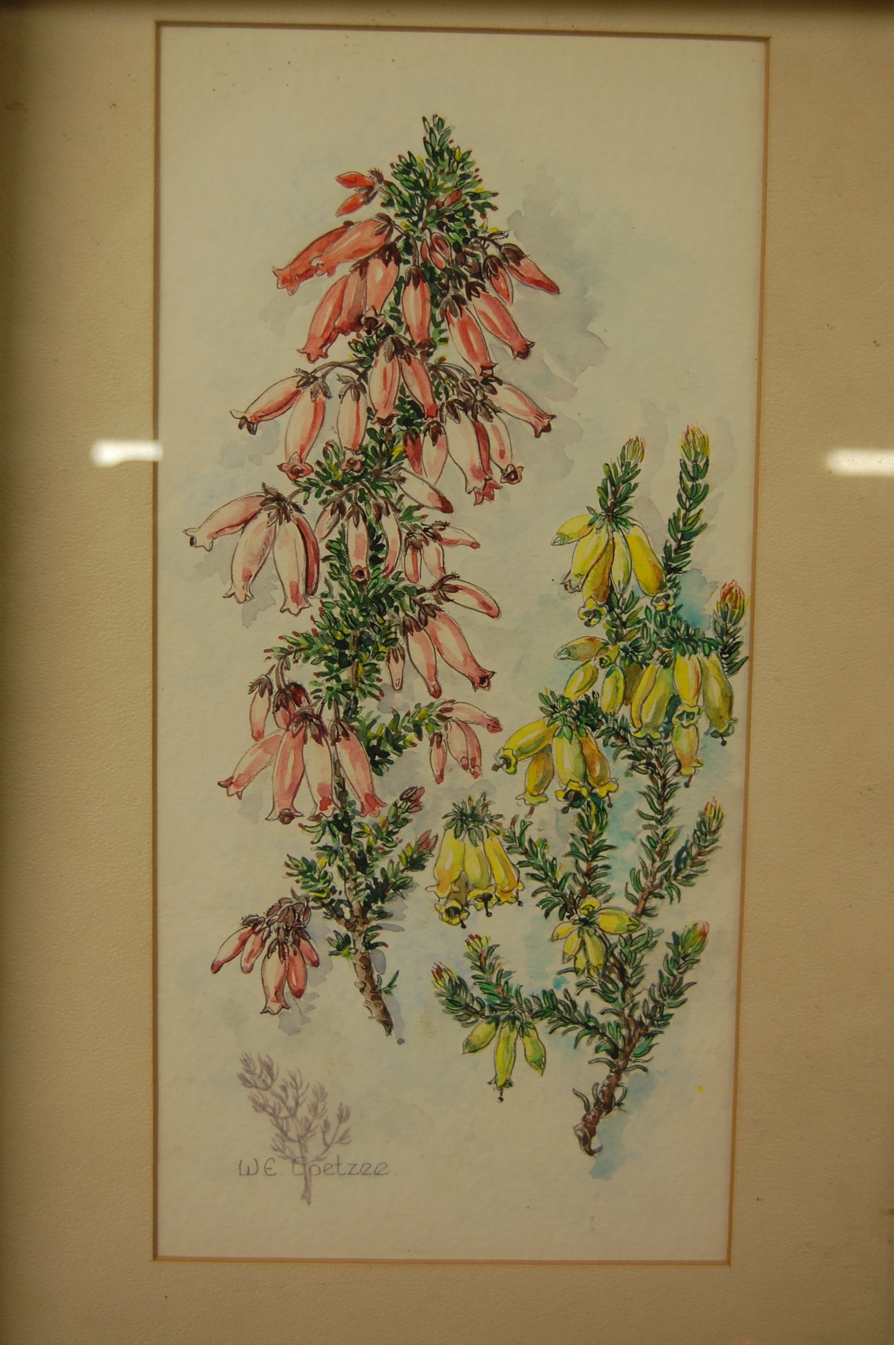 W.E. Coetzee - Foxgloves, watercolour, signed lower left, 34 x 16cm