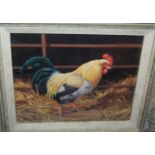 Donna Crawshaw - chicken study, oil on millboard, 19x24cm
