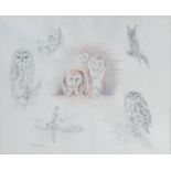 David Cemmick (b.1955) - Owl studies, pencil with watercolour, signed and dated 1981 lower left,