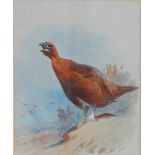 Archibald Thorburn (1860-1935) - A red grouse crowing, pencil and watercolour heightened in white,