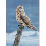 Trevor Boyer (b.1948) - Short-eared owl, gouache, signed lower right, 29 x 21cm Provenance;