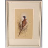 Raymond Cyril Watson, (1935-1994,) Cock Pheasant (Phasianus Colchius,) watercolour and gouache,