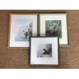 Three ornithological watercolour paintings, two by Philip Snow, including White Tailed Eagle,