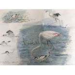 Bruce Pearson (Contemporary) Avocets and Flamingos, watercolour and crayon study, framed and mounted