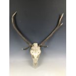 A stag's skull with antlers