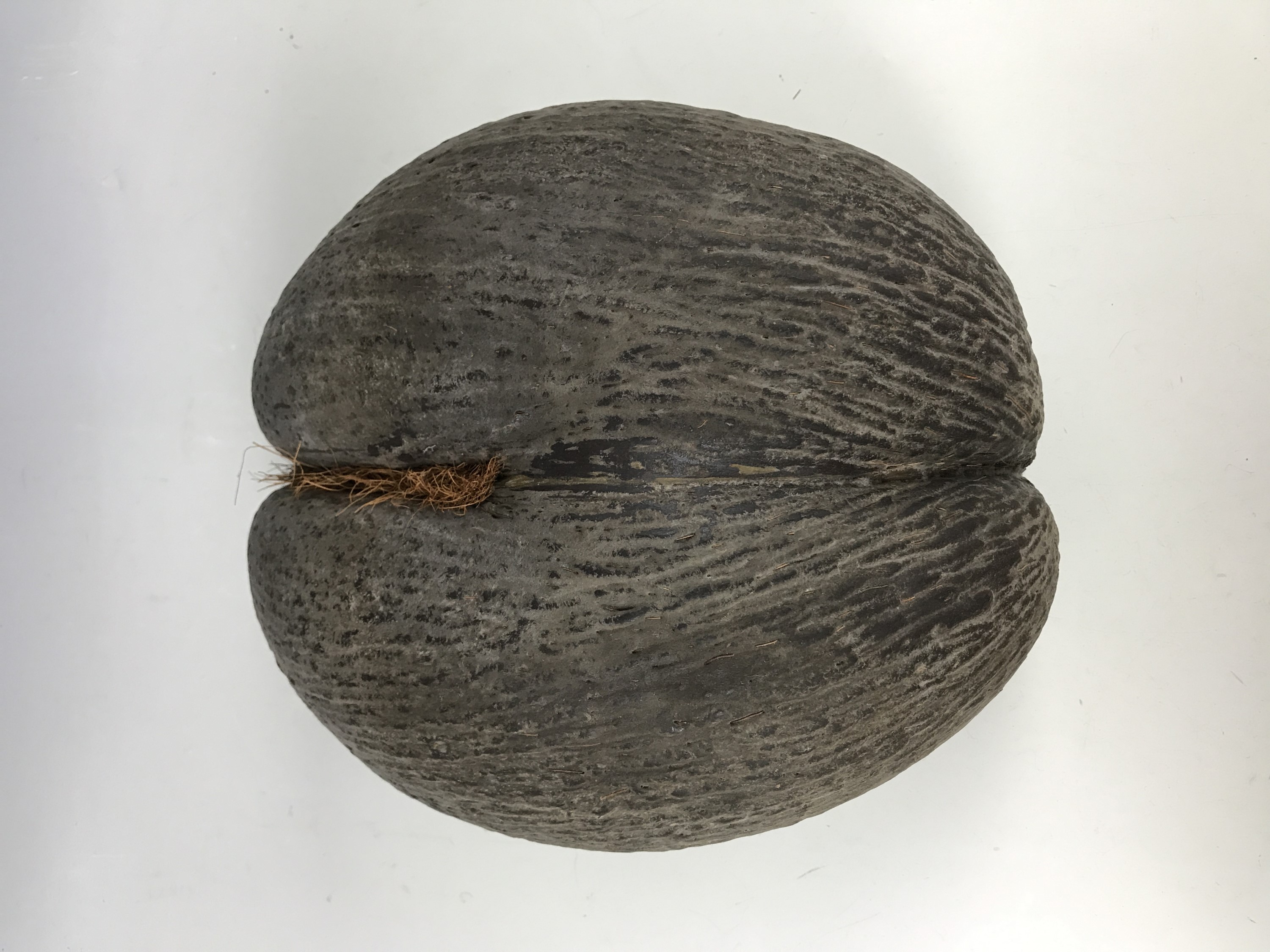 A large coco de mer nut, 28 cm