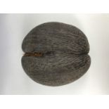 A large coco de mer nut, 28 cm