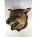 An early 20th Century taxidermy fox mask, mounted on a shield shaped oak plaque, with paper label