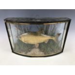 A 19th Century taxidermy fish preserved by J Cooper of 28 Radnor Street, London, bearing