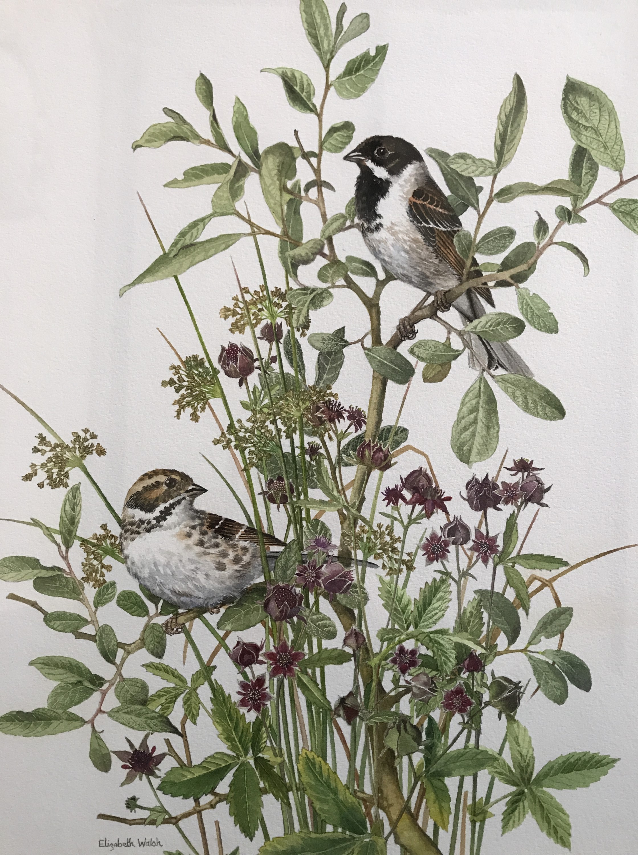 Elizabeth Walsh (Contemporary) Reed Buntings, delicate study of foliage and birds, watercolour