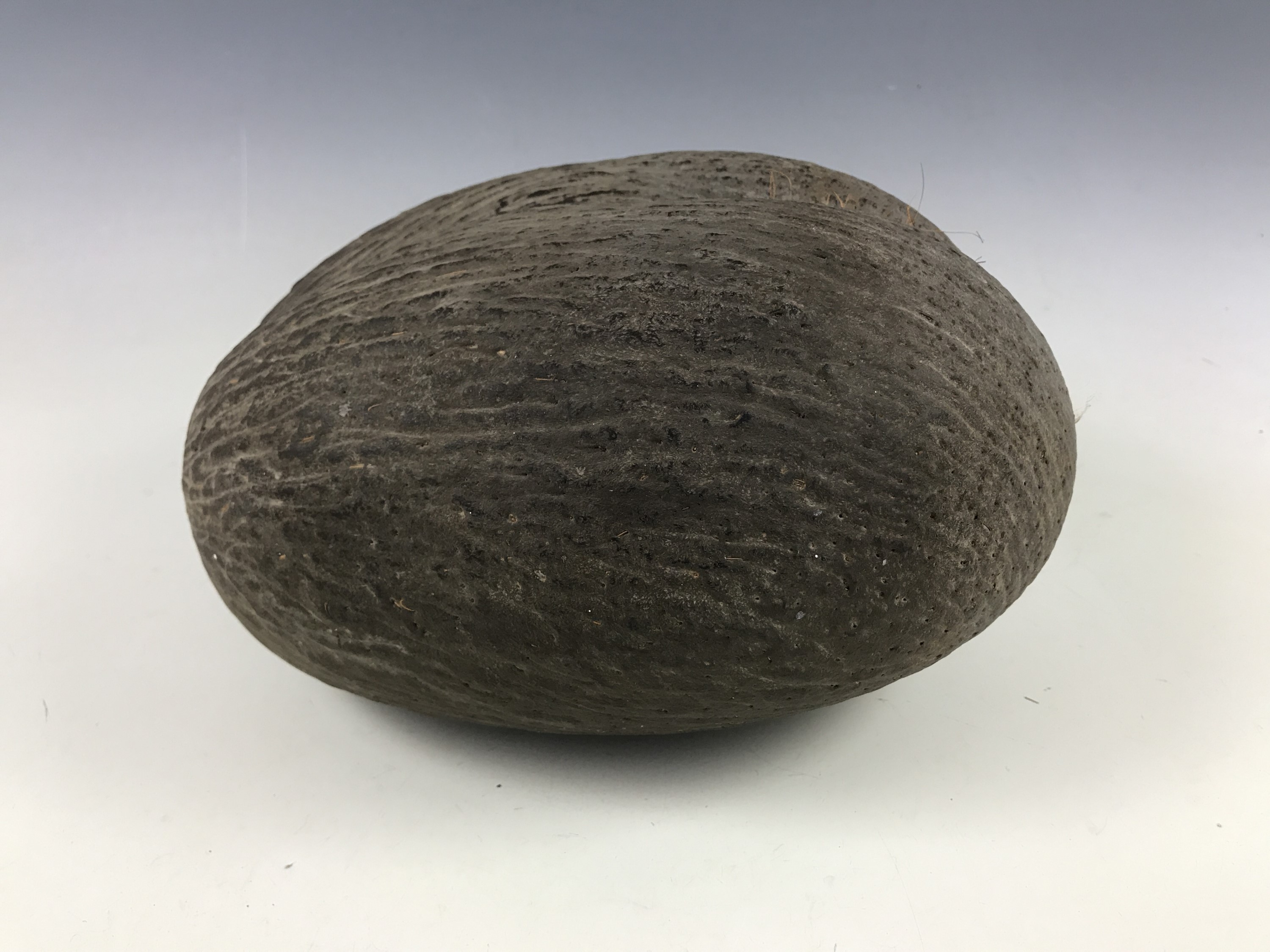 A large coco de mer nut, 28 cm - Image 2 of 2