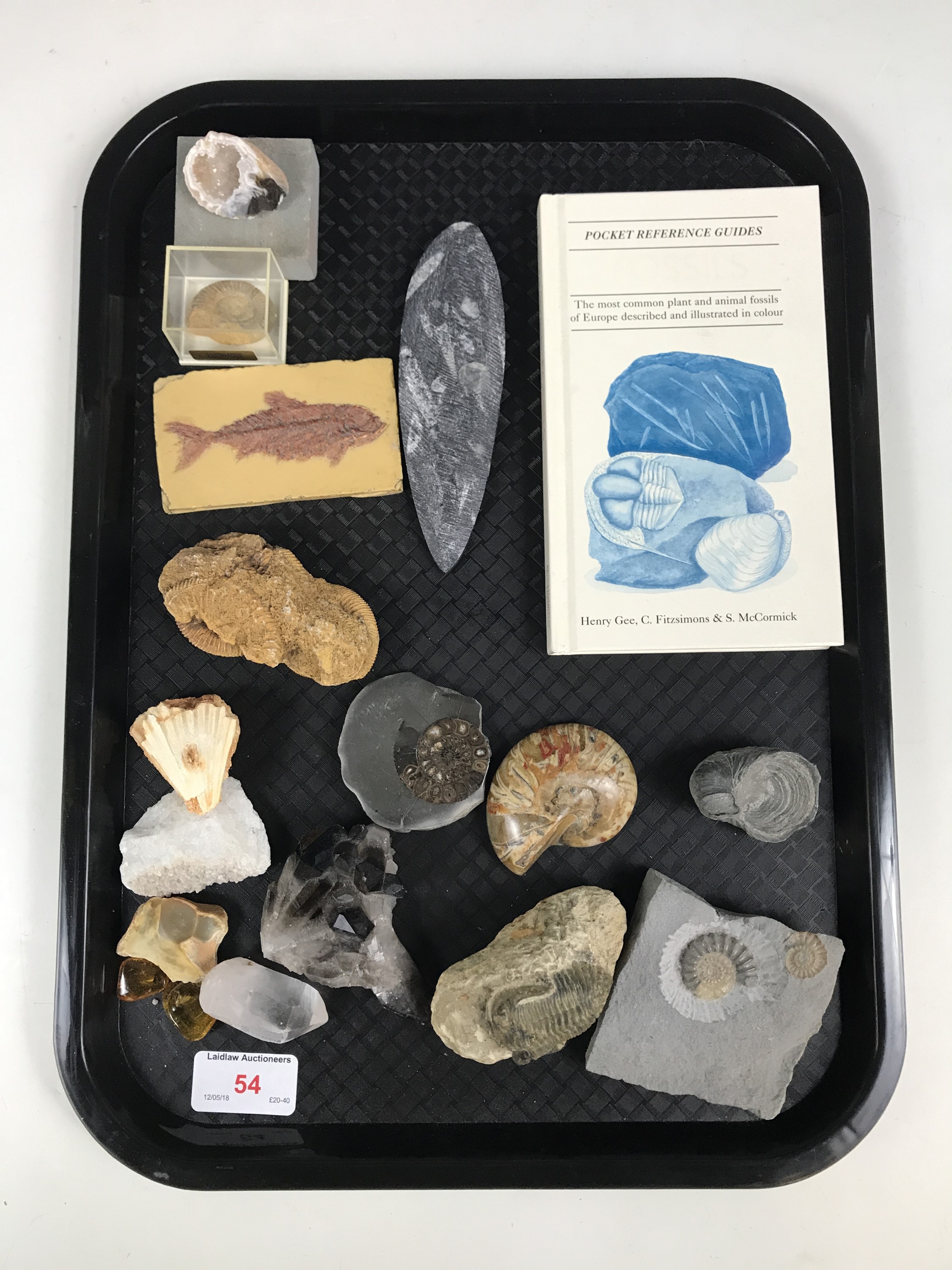 Various fossil ammonites and rock specimens, together with a reference guide to fossils