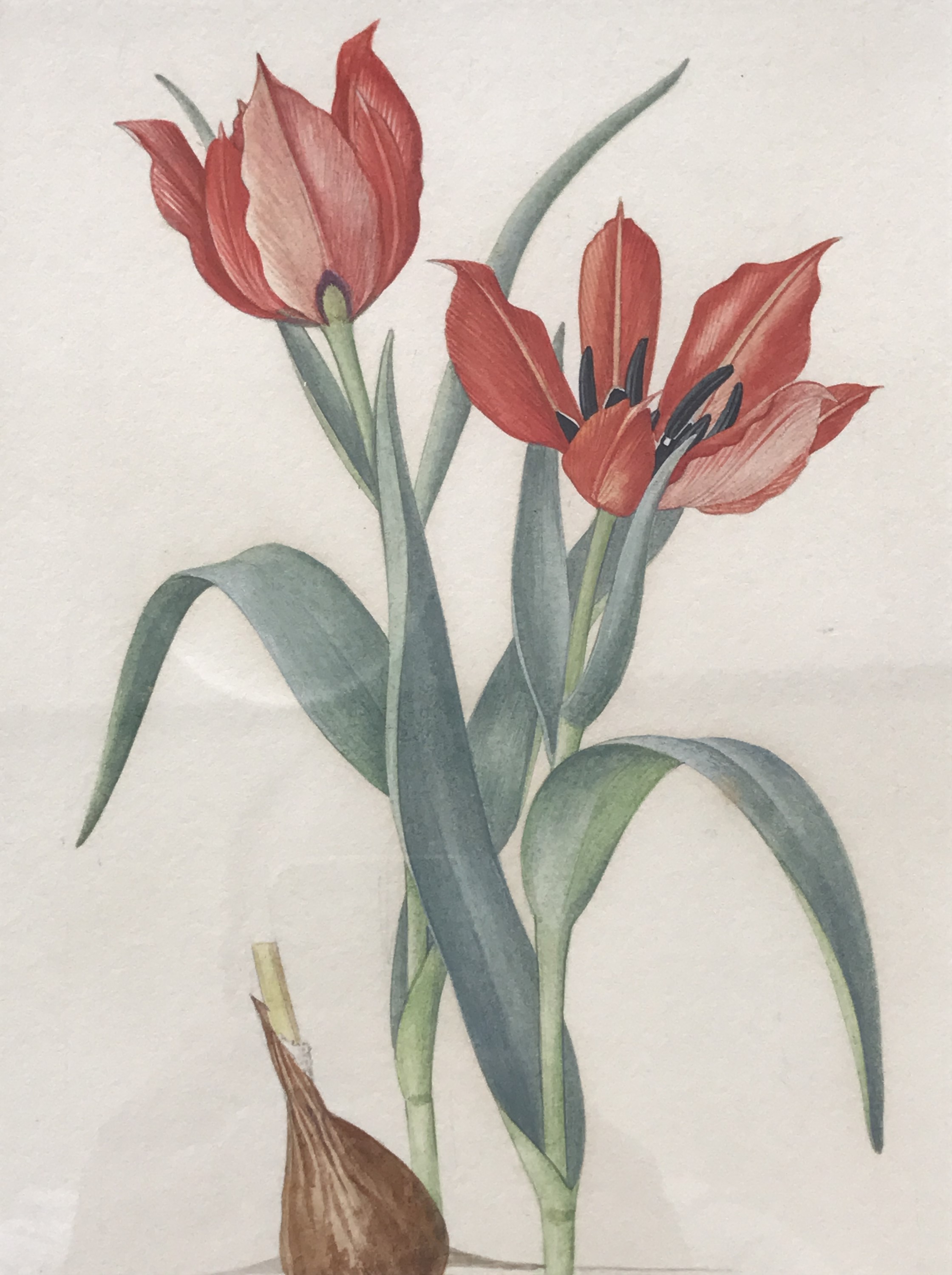 Elsie Margaret Stones (known as Margaret Stones) AM MBE (Australian, b.1920) Tulipa Eicheevi,