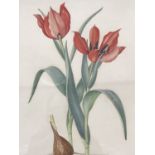 Elsie Margaret Stones (known as Margaret Stones) AM MBE (Australian, b.1920) Tulipa Eicheevi,
